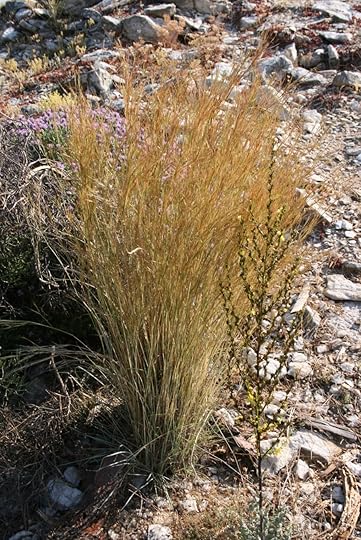 Aegilops-speltoides-habit