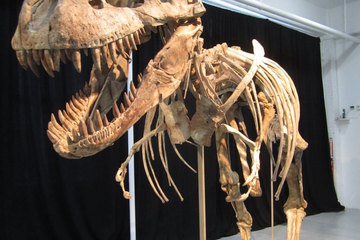 a tarbosaurus skeleton at the center of a dinosaur-fossil smuggling case.