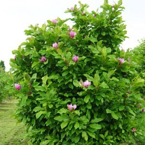MagnoliaAnn