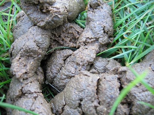 Poo