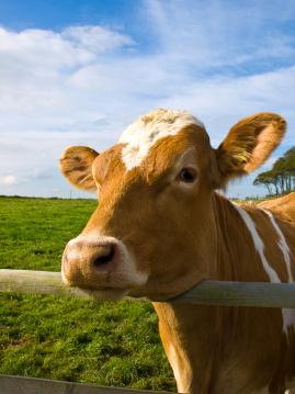 Cow