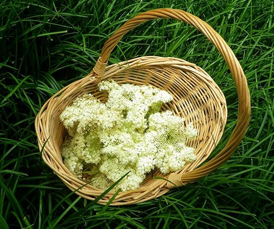 Elder flowers in basket - Laura Perry author editor artist
