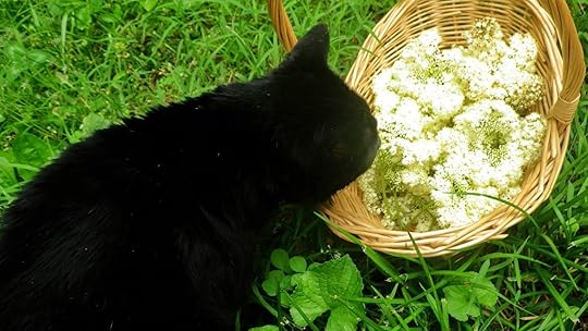 Cat sniffing elder flowers - Laura Perry author editor artist