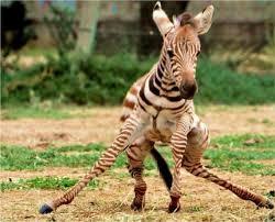 zebra