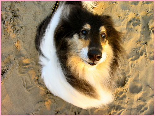 My dog, Harli, giving an example of the expression, 'Look how cute I am!'. Taken by my mum, Twisted Pixel on Flickr.