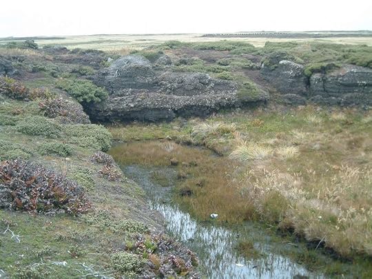 peat bog photo: Peat Bog DSCF4329.jpg