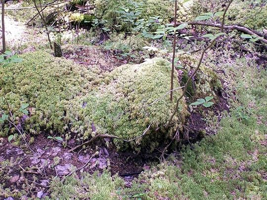 peat bog photo: peat bog 100_7036.jpg
