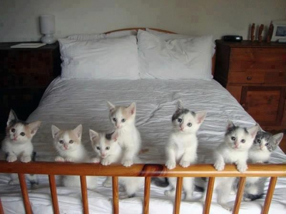 kittens_on_bed