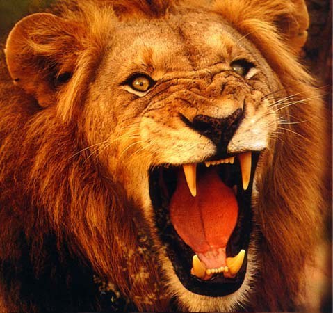 lion-roar