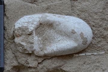 Preserved Pterosaur Egg