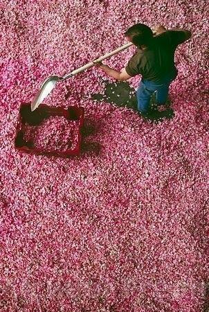roses grasse perfume