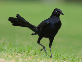 great_tailed_grackle_3