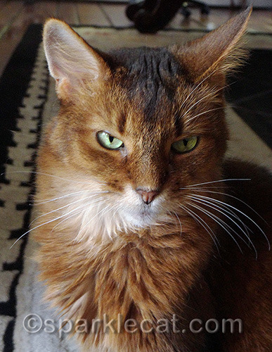 Can you tell I was waiting for my human to hurry up and take the photo?