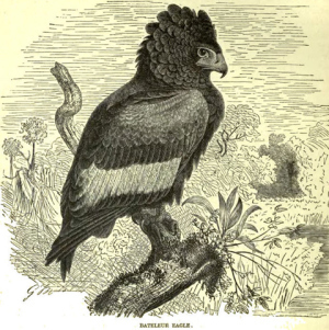 Bateleur
