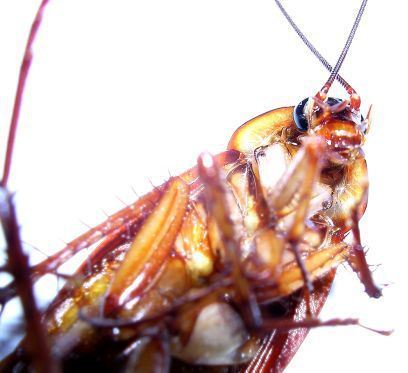 Monster Bug