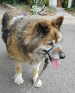 our dog