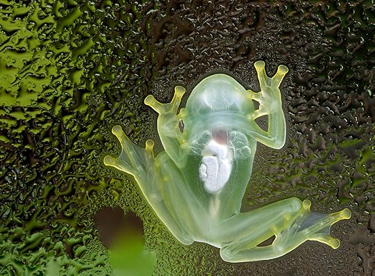 GLASS FROG