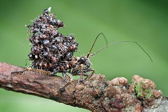 Assassin Bug