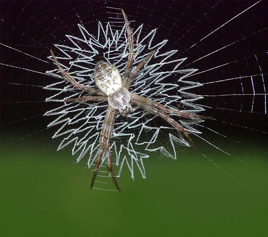 Orb spider spins a geometric web