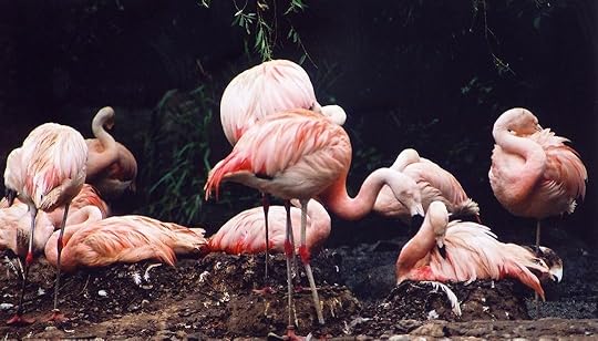 Cluster_of_Chilean_Flamingos_(Phoenicopterus_chilensis)
