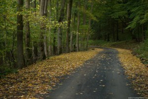 autumn-path-646x433