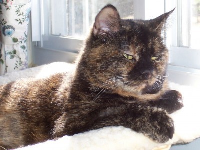 conscious_cat_sunday_solitude