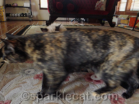 Conversely, this is why Binga gets on my blog so often