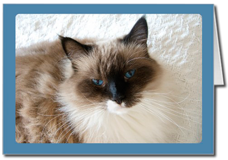 Ragdoll Cat Portrait Greeting Card