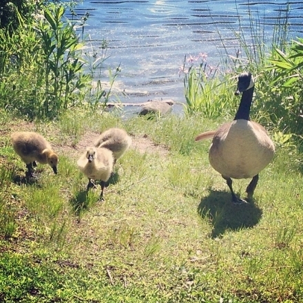 The goslings are growing up! #instagram365