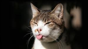 cat poking tongue out