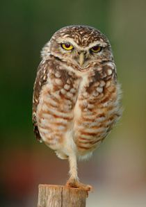 From Wikimedia Commons - A Burrowing Owl - Athene Cunicularia - near Goianiagoias, Brazil - Fourth placed finalist in the Picture of the Year Competition, 2013