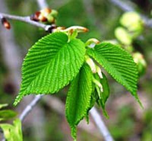 slippery_elm