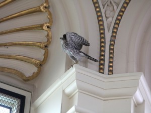 Hawk in Main Reading Room