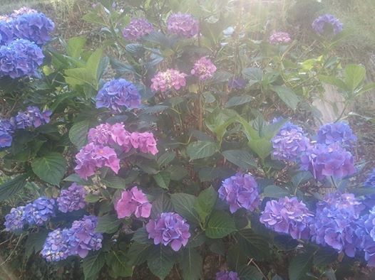 Foto: A veces parece que hay niebla, pero en realidad, son rayos de sol.