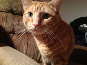 Here's a cute cat picture because apparently blog posts should always have pictures.