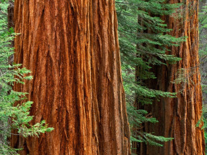 redwood