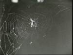 Astronaut Spider Arabella and Her Web