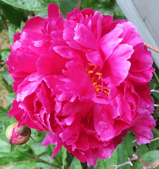 peony