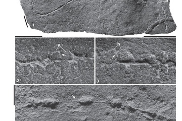 Traces of the tapeworm-like creature <em>Plexus ricei</em> as seen in the fossil record.
