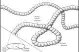 a reconstruction of an ancient tapeworm-like creature.