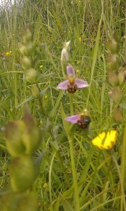 Bee orchid
