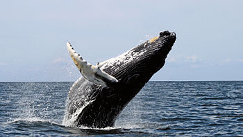 Whale watching; breaching, Stellwagen Bank National...
