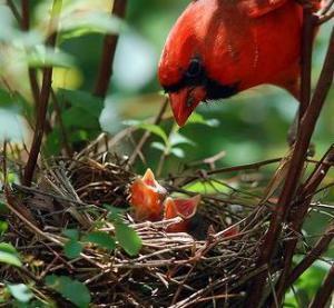 cardinal