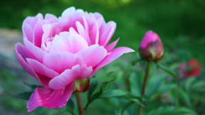 peonies_flowers-1024x576