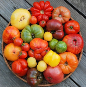 tomatoes