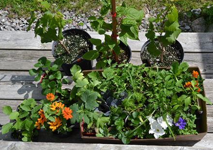 plants
