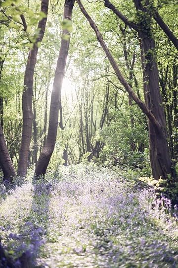 Bluebell woods