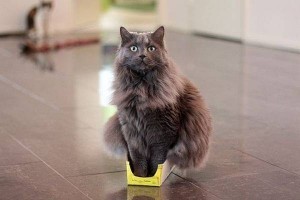 catinbox