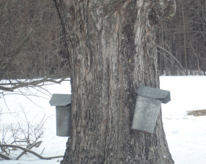 sap buckets farm museum