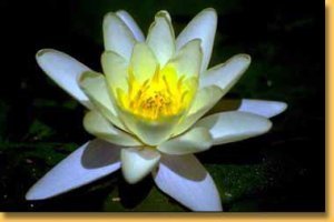 lotus, bild